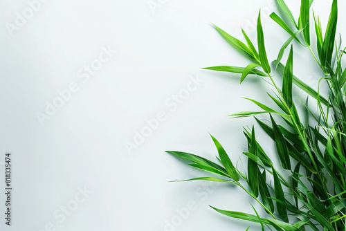 Green plant with leaves on white background  perfect for botanical designs  nature concepts  health and wellness graphics  or environmental themes.