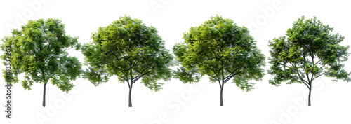 Greenery nature trees contour shapes on transparent backgrounds 3d render png 