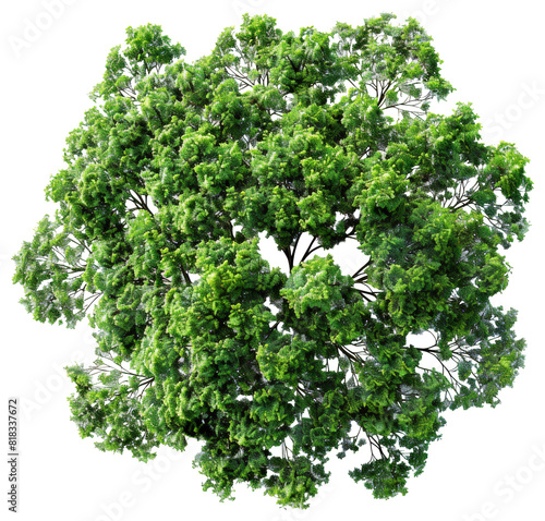 Aerial view green trees canopy landscape on transparent backgrounds 3d render png file 