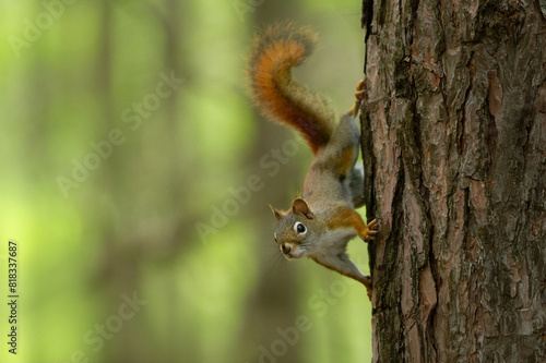 Red Squirrel stands ready on the side of a tree.