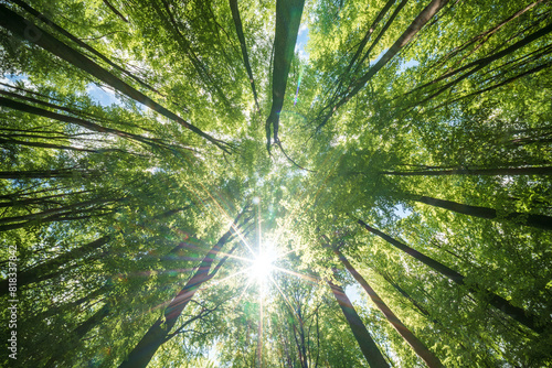 Looking up at the trees in a forest with the sun shining through the leaves, sustainability