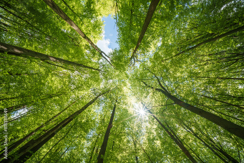 Looking up at the trees in a forest with the sun shining through the leaves, sustainability