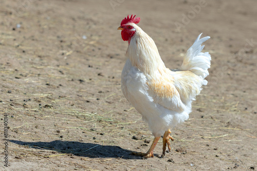 White rooster in the farm