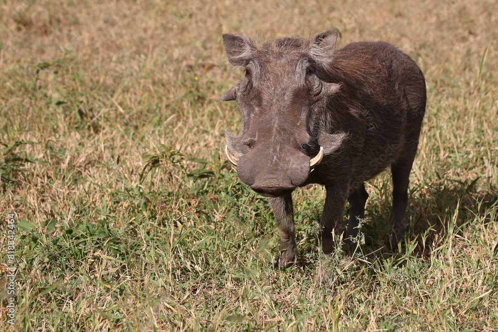 Warzenschwein / Warthog / Phacochoerus africanus Warzenschwein / Warthog / Phacochoerus africanus