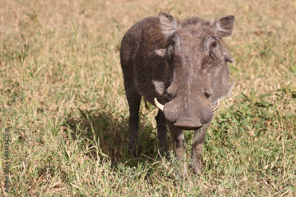 Warzenschwein / Warthog / Phacochoerus africanus Warzenschwein / Warthog / Phacochoerus africanus