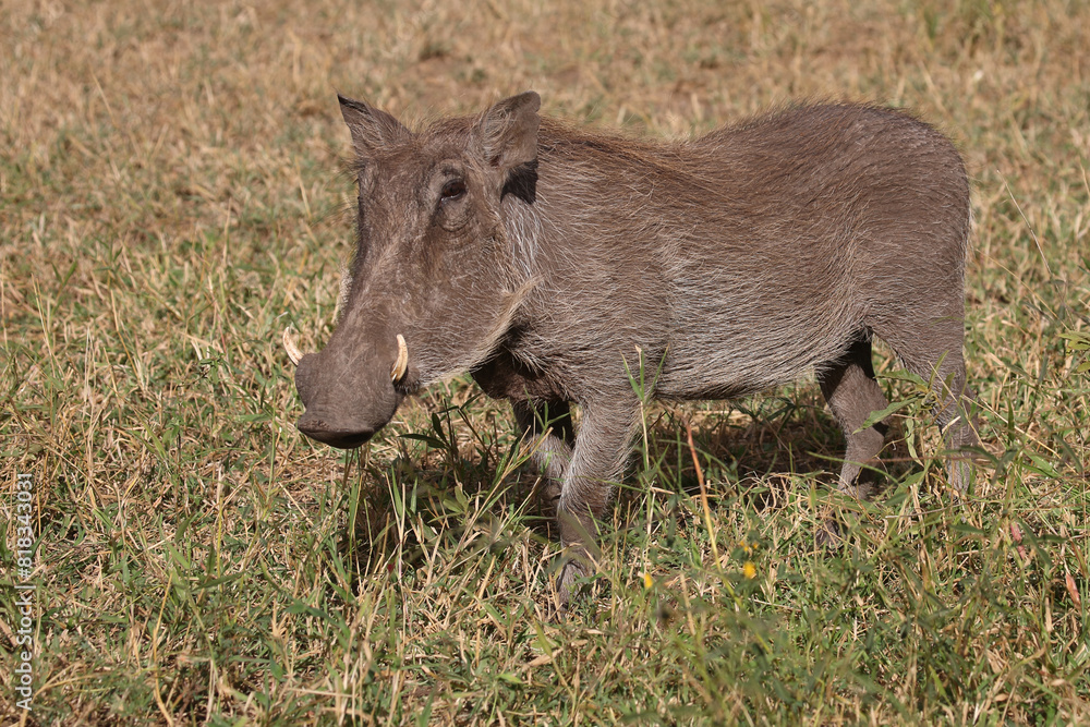 Warzenschwein / Warthog / Phacochoerus africanus Warzenschwein / Warthog / Phacochoerus africanus