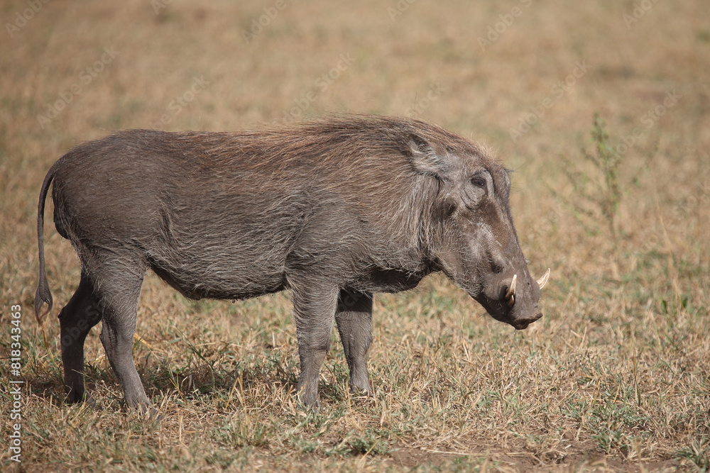 Warzenschwein / Warthog / Phacochoerus africanus Warzenschwein / Warthog / Phacochoerus africanus