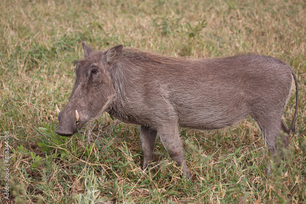 Warzenschwein / Warthog / Phacochoerus africanus Warzenschwein / Warthog / Phacochoerus africanus