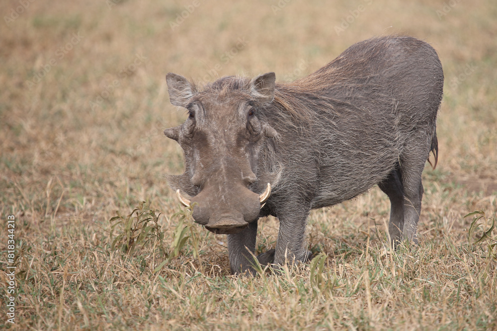 Warzenschwein / Warthog / Phacochoerus africanus Warzenschwein / Warthog / Phacochoerus africanus