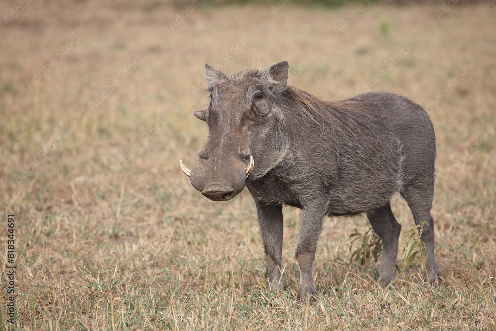 Warzenschwein / Warthog / Phacochoerus africanus Warzenschwein / Warthog / Phacochoerus africanus