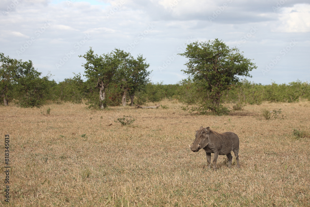 Fototapeta premium Warzenschwein / Warthog / Phacochoerus africanus