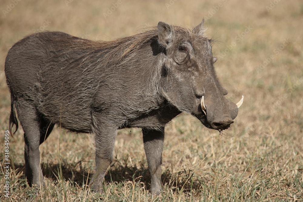 Warzenschwein / Warthog / Phacochoerus africanus