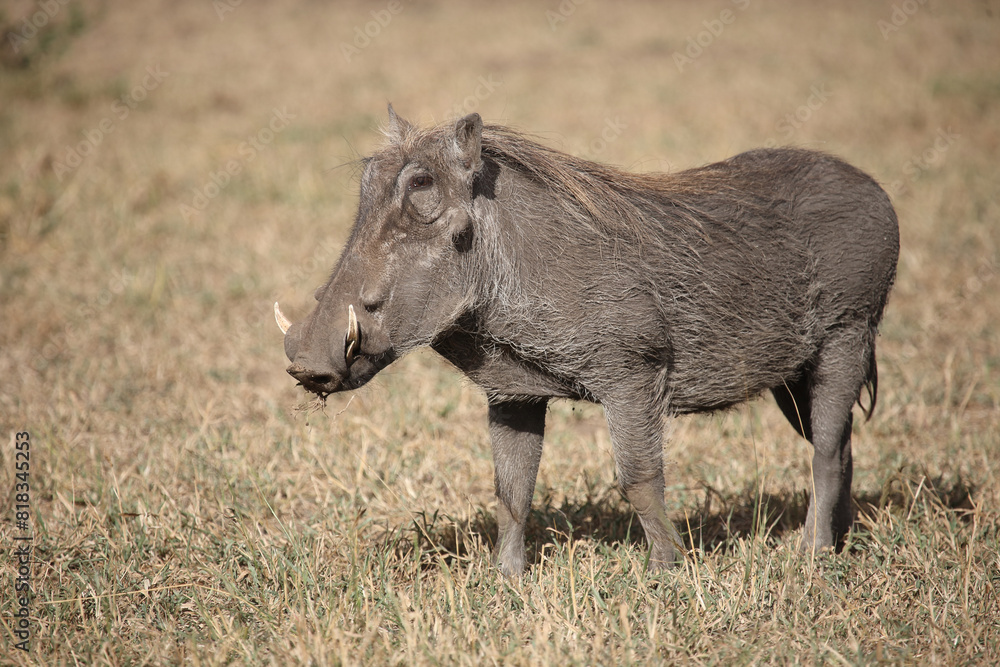 Warzenschwein / Warthog / Phacochoerus africanus Warzenschwein / Warthog / Phacochoerus africanus