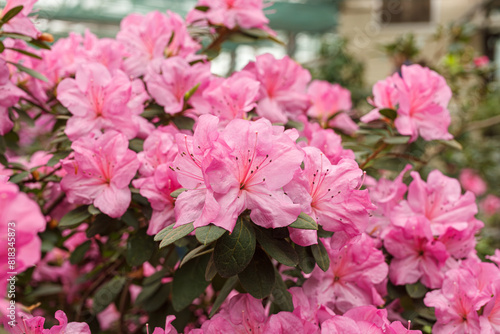 Beautiful blooming pink Azalea bushes