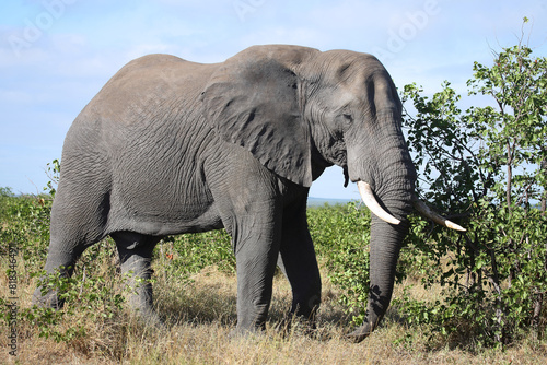 Afrikanischer Elefant / African elephant / Loxodonta africana