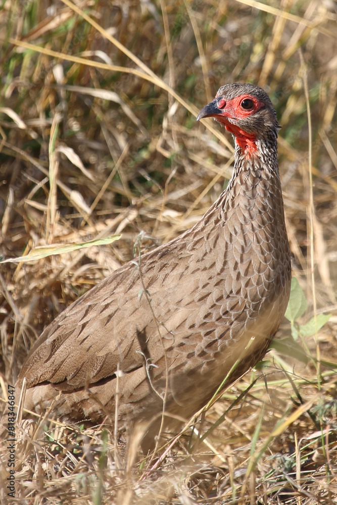Swainsonfrankolin / Swainson's francolin or Swainson's spurfowl / Francolinus swainsonii. Swainsonfrankolin / Swainson's francolin or Swainson's spurfowl / Francolinus swainsonii.