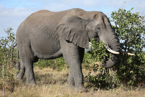 Afrikanischer Elefant   African elephant   Loxodonta africana