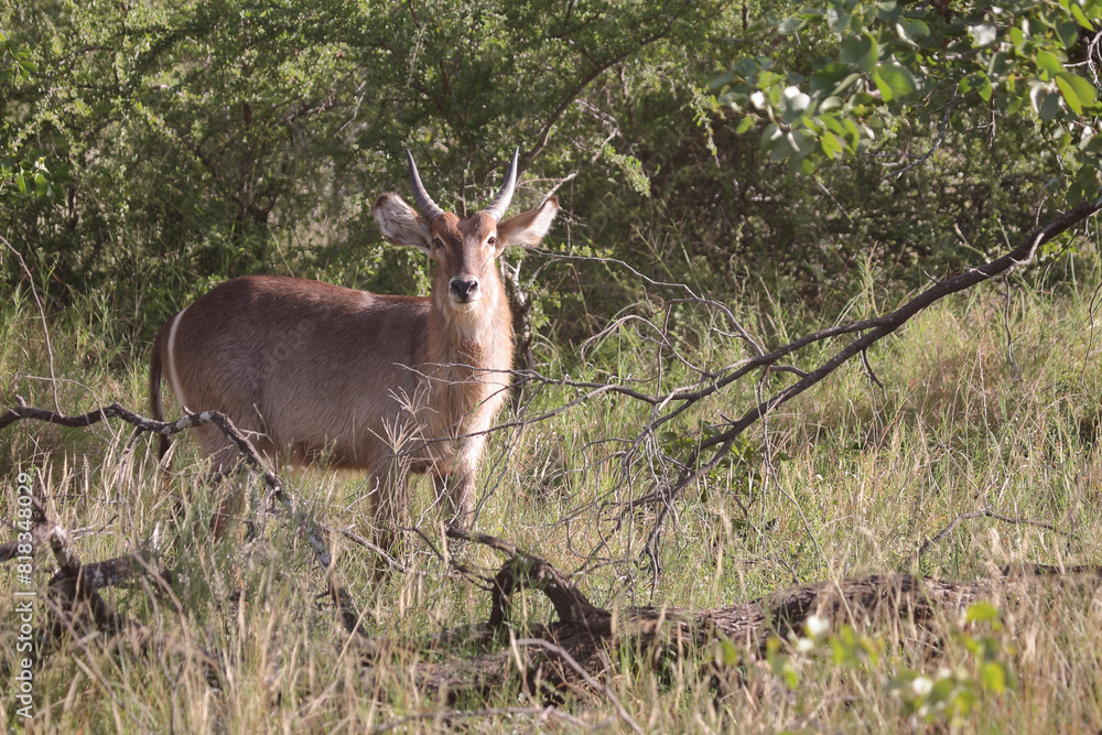 Wasserbock / Waterbuck / Kobus ellipsiprymnus.. Wasserbock / Waterbuck / Kobus ellipsiprymnus..
