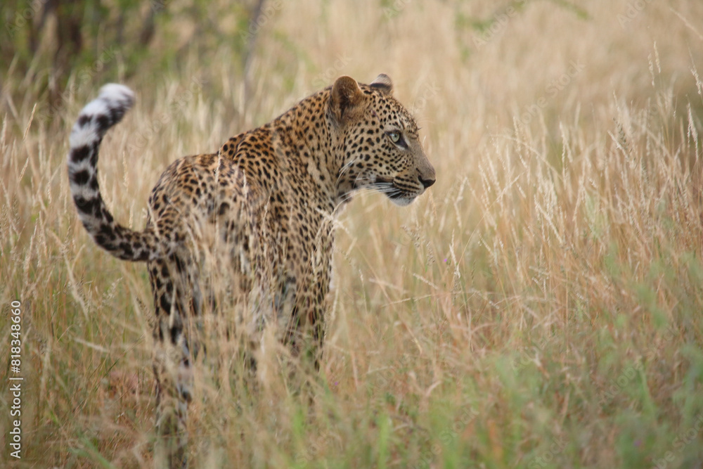 Fototapeta premium Leopard / Leopard / Panthera pardus.