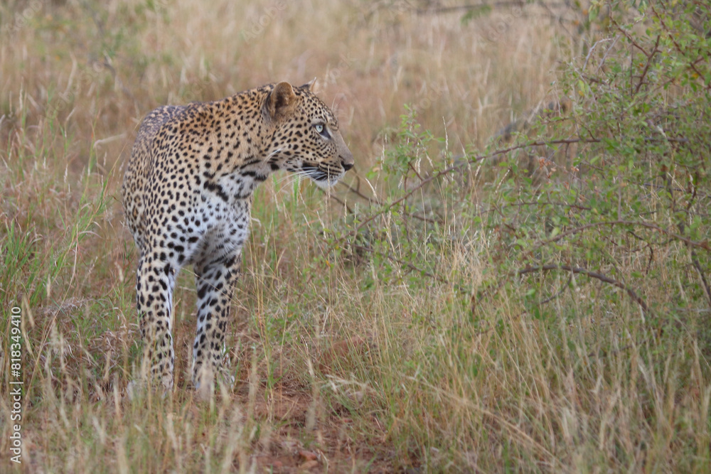 Naklejka premium Leopard / Leopard / Panthera pardus.