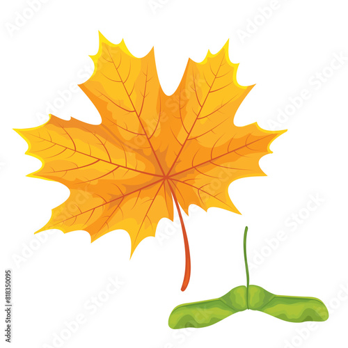 Botanic illustration maple leaf with maple seeds