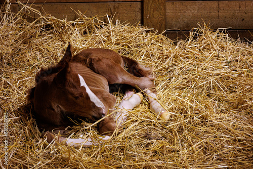 New born foal resting in the straw