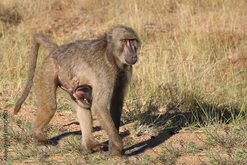 B  renpavian   Chacma baboon   Papio ursinus