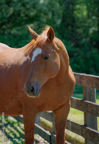 portrait of a chestnut mare horse