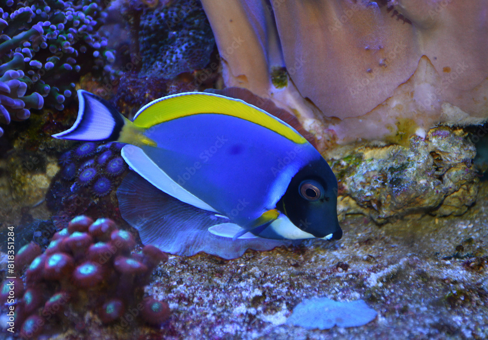Fototapeta premium Acanthurus leucosternon powder blue tang swimming in marine aquarium full of colorful corals and marine life. selective focus. 