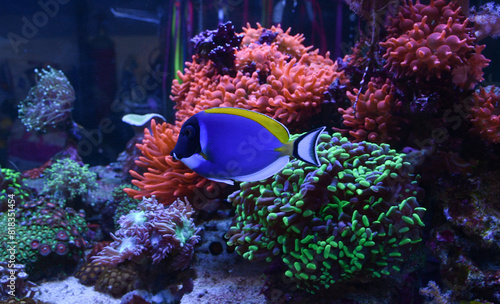 Acanthurus leucosternon powder blue tang swimming in marine aquarium full of colorful corals and marine life. selective focus.  photo