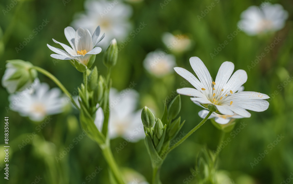 Macro photography of a white flower with a yellow center Macro photography of a white flower with a yellow center
