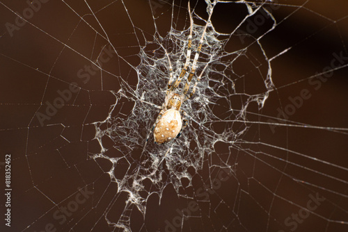 Spider in its intricate web waiting for its victim, selective focus