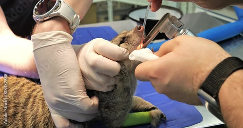 An anesthesiologist intubates a meerkat to be placed under gas anesthesia for surgery. An anesthesiologist intubates a sedated meerkat before surgery. photo