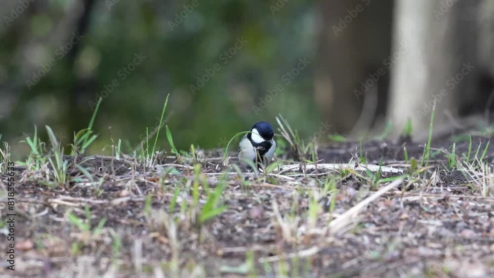 japanese tit in a forest japanese tit in a forest