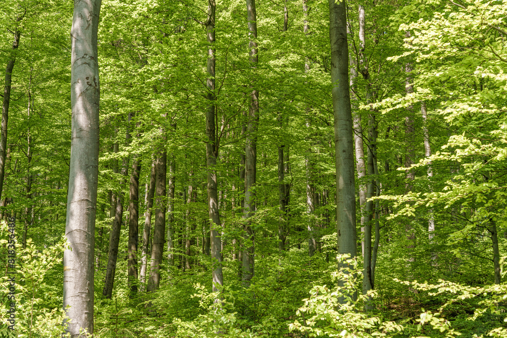 Lush forest teeming with terrestrial plants, trees, and grass Lush forest teeming with terrestrial plants, trees, and grass