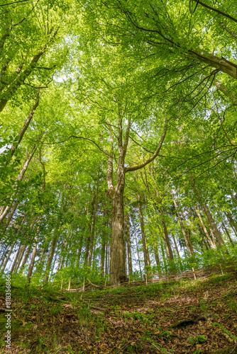 Lush forest teeming with terrestrial plants, trees, and grass