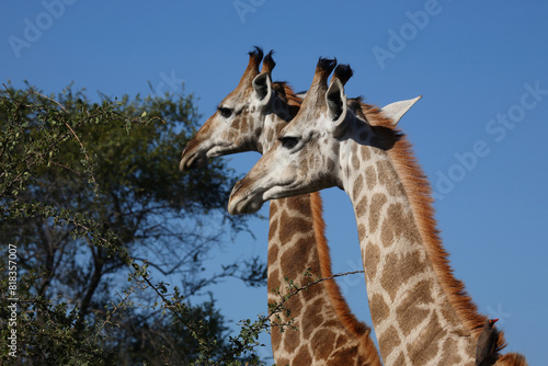 Photography Giraffe / Giraffe / Giraffa camelopardalis