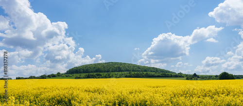 Lush green grass field with yellow field in background  under blue sky