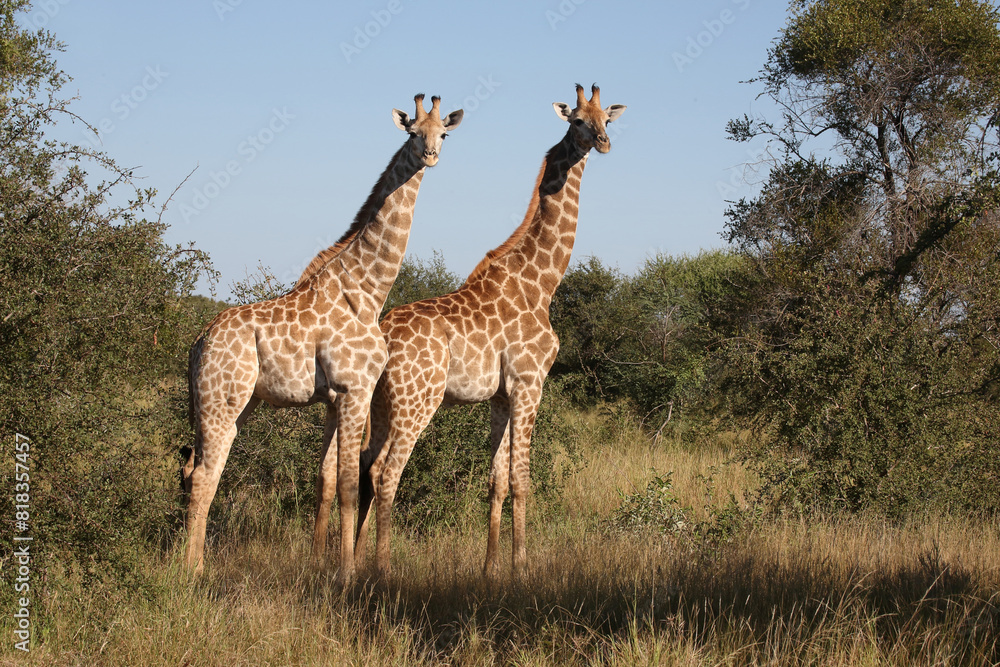 Fototapeta premium Giraffe / Giraffe / Giraffa camelopardalis
