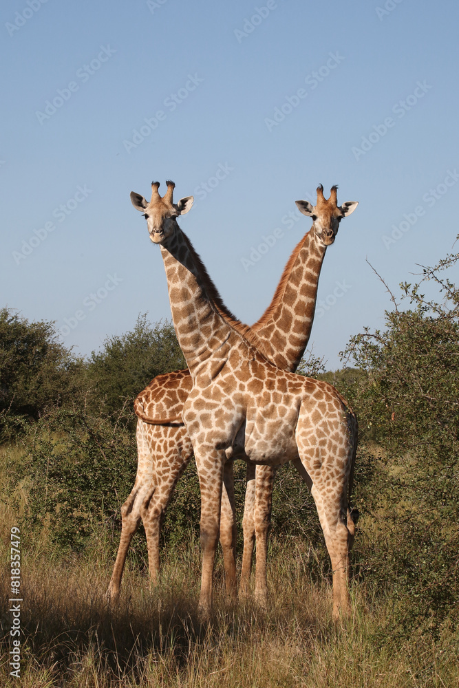 Giraffe / Giraffe / Giraffa camelopardalis Giraffe / Giraffe / Giraffa camelopardalis
