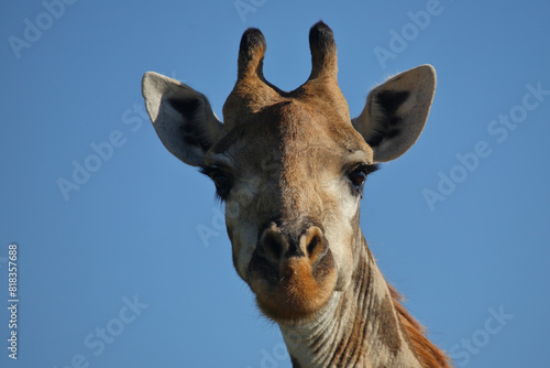Photography Giraffe / Giraffe / Giraffa camelopardalis