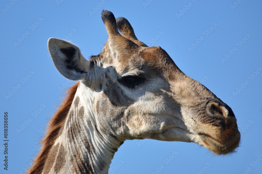 Naklejka premium Giraffe / Giraffe / Giraffa camelopardalis