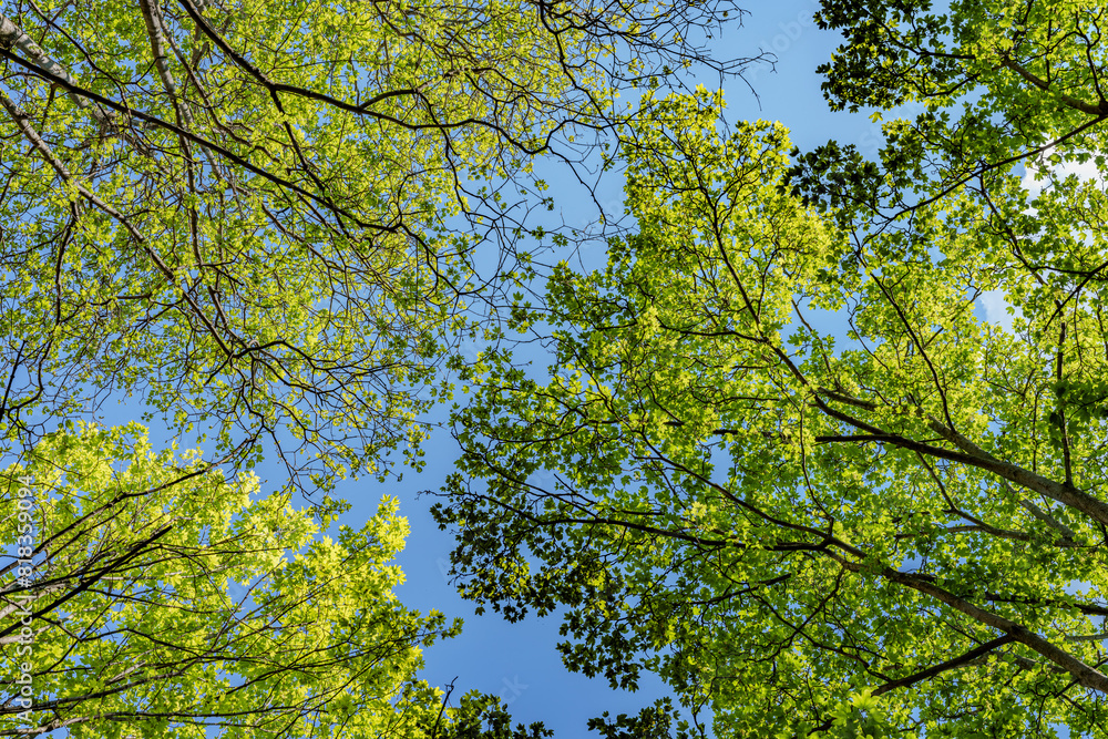 Looking up at the trees in a forest with the sun shining through the leaves, sustainability Looking up at the trees in a forest with the sun shining through the leaves, sustainability