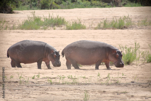 Flu  pferd   Hippopotamus   Hippopotamus amphibius