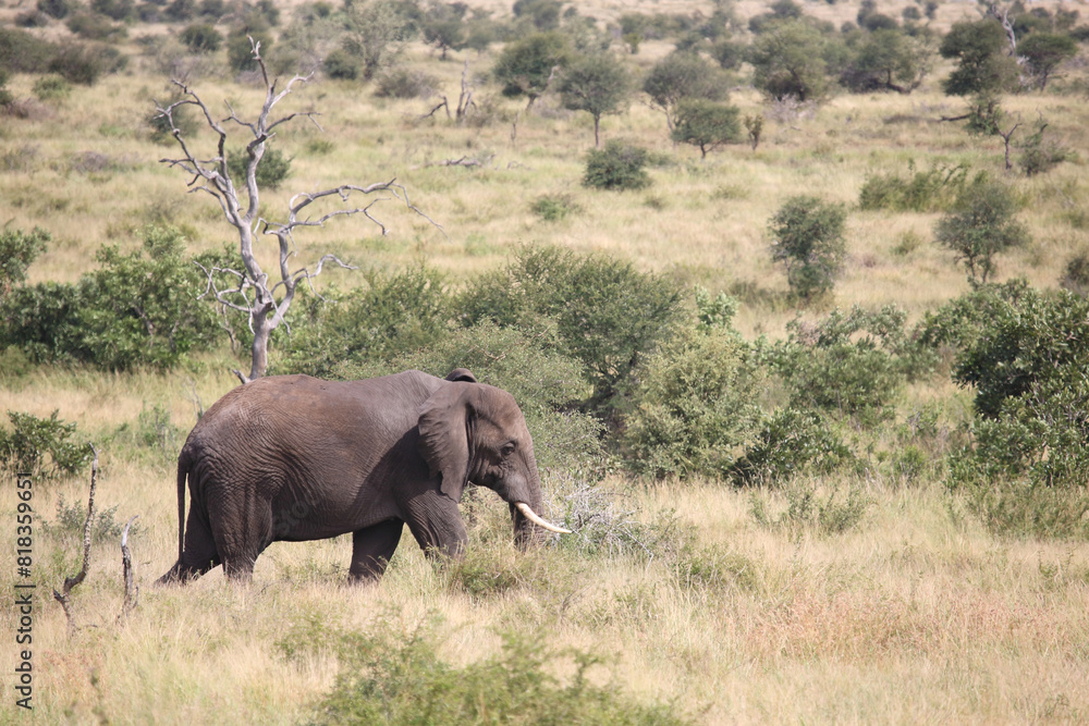 Fototapeta premium Afrikanischer Elefant / African elephant / Loxodonta africana