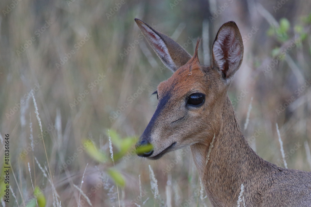 Kronenducker / Common duiker / Sylvicapra grimmia Kronenducker / Common duiker / Sylvicapra grimmia