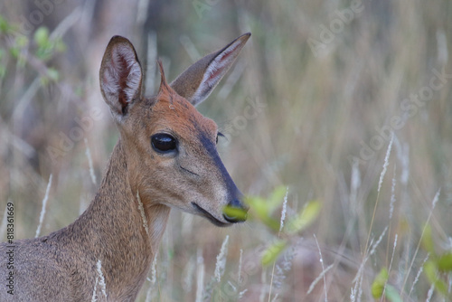 Kronenducker / Common duiker / Sylvicapra grimmia