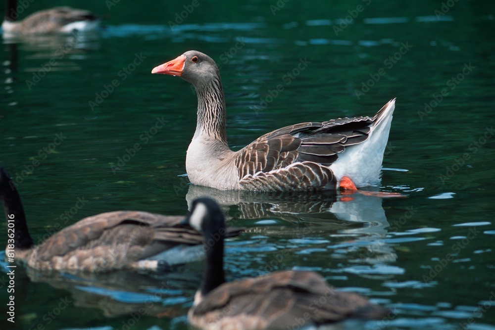 Duck On Water