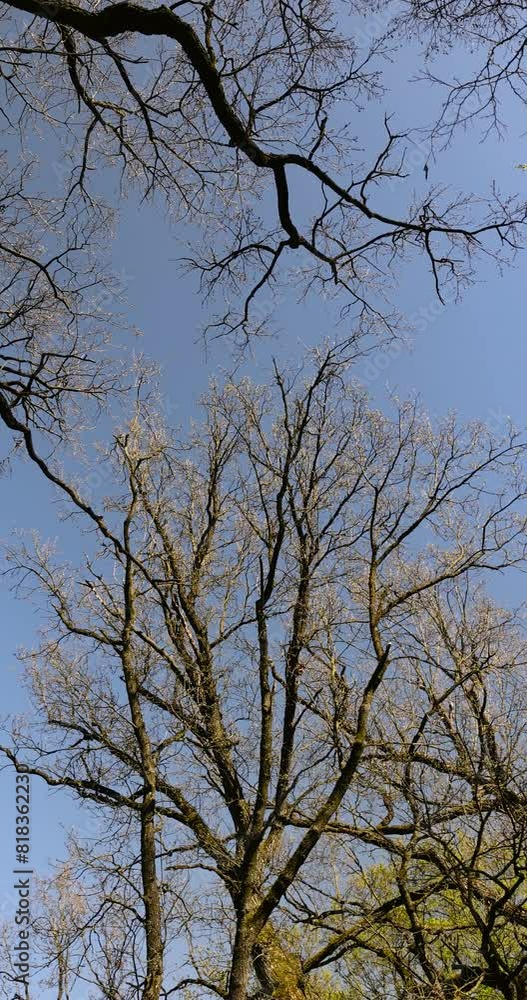 acacia tree in spring without foliage in the park, acacia branches without foliage on a blue sky background acacia tree in spring without foliage in the park, acacia branches without foliage on a blue sky background