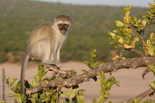 Gr  ne Meerkatze   Vervet monkey   Cercopithecus aethiops .